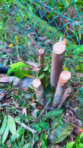 🔥🔥【สินค้าพร้อมส่ง】YOUXIAN เครื่องตัดหญ้าไร้สาย 9นิ้ว มอเตอร์ไร้แปรง แบต21700mAh รับประกัน1ปี"