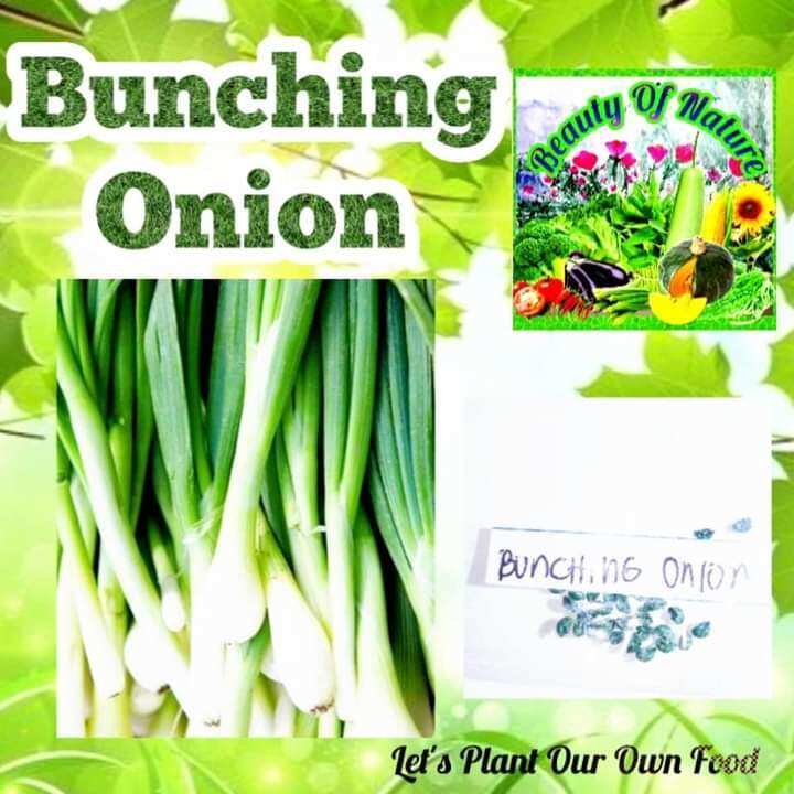 Onion Sibuyas Dahon30 Seeds Lazada Ph