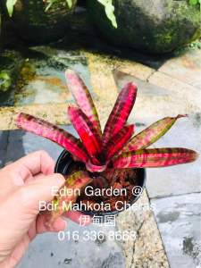Neoregelia Hot Amber ( Miniature Bromeliad ) 積水风梨