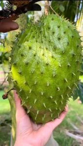 BIBIT POHON SIRSAK MADU SUPER 🌱 Mempunyai Buah Jumbo Dan Rasa Manis Lumer Bibit Hasil Okulasi Sehingga Cepat Berbuahh Pendek Di Pot