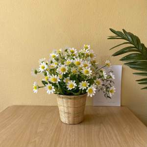 ดอกเดซี่ ดอกเดซี่ำร้อมกระถาง ดอกไม้ตกแต่งบ้าน ตกแต่งร้านกาแฟ ของตกแต่ง