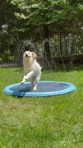Dog Splash Pad Thick Sprinkler Pool Toy Anti-Slip Outdoor Summer Sprinkler Water Toy for Backyard Fountain Play Mat for Children
