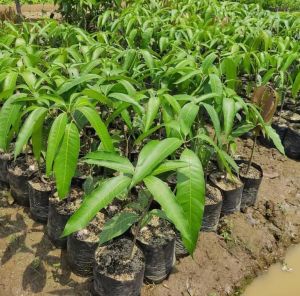 Bibit mangga super lengkap garansi valid bisa COD