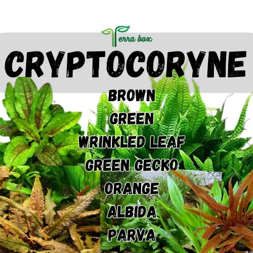 CRYPTOCORYNE AQUATIC PLANTS BROWN, GREEN, GREEN GECKO, ALBIDA