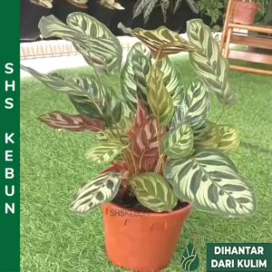 Calathea Makoyana Peacock Plant Pokok Burung Merak Pokok Hiasan Pokok Indoor Pokok Hidup Live Plant SHS KEBUN