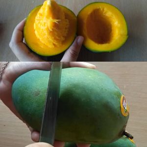 BIBIT MANGGA ALPUKAT | Cepat Berbuah | Berbuah Di Dalam Pot | BIBIT OKULASI / SAMBUNG PUCUK
