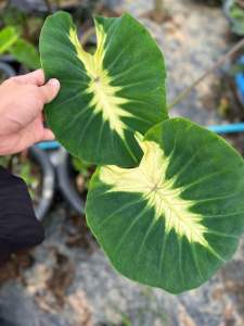 โคโลคาเซีย มอนิ่งมูนไลน์  (Colocasia Morning Moonlight)ไม้ฟอกอากาศ ไม้มงคล ไม้ประดับ ไม้แต่งสวน ราคาถูกสุดๆ ไม้ด่าง ไม้หายาก
