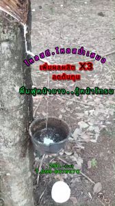 เป็นต่อ ช่วยเพิ่มผลผลิตจริง การันตีจากประสบการณ์ใช่มายาวนานกว่า 7 ปี(1ขวด)