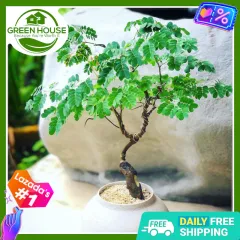 kültéri bonsai fa ár Bonsai Serissa Variegata (kültéri bonsai)