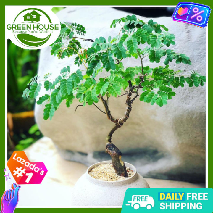 Green House® - Bonsai Moringa Tree Plant Seeds (5 Seed) Malunggay for ...