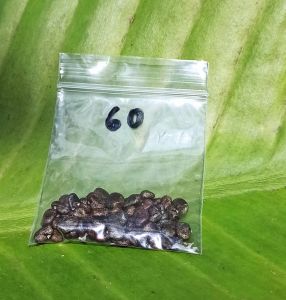 🌱เมล็ดพันธุ์ดอกอัญชัน💞(ซ้อน5กลีบ)🦋เม็ดใหญ่❗ปลูกง่าย‼️60เม็ด🪻