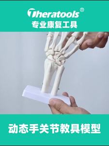 Theratools | Mô Hình Giảng Dạy Khớp Tay Động Lực Học Mô Hình Giải Phẫu Cổ Tay Chức Năng Dụng Cụ Huấn Luyện Phục Hồi Chức Năng Y Tế Cho Người Lớn