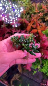 [Aquatic Plant] Anubias Nana Pangolino Pango Small Mini Leaf Plants Low Tech No CO2 Rare 穿山甲