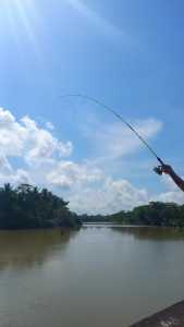 Joran Pancing udang  bahan Piber cocok untuk di Empang Sungai