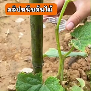 ต้นมะเขือ เทศ รัดกิ่ง แหวนรัดกิ่ง เทปรัดกิ่ง คลิปหนีบต้นไม้ มะเขือ รัดกิ่ง ที่รัดกิ่ง องูน มั่นใจ รัดกิ่ง
