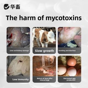 Mold Removal Feed Additive for Pigs Cattle Sheep and Poultry