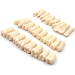 28pcs Dental Resin Teeth Typodont Model Screw Fixed Tooth Removable Individual Screw-in Resin Denture Practice Teeth