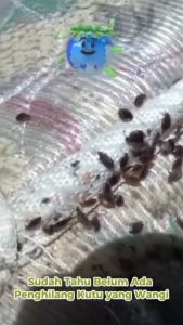 cairan obat pembunuh kutu busuk kutu ksur bed bug killer paling ampuh original