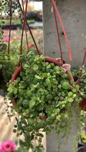 #peperomia prostata (string of turtle) #เปเปอร์โรเมีย #สายป่านเต่า กระถางแขวน สามนิ้ว #สายป่านเต่า #เปเปอร์โรเมีย) #ไม้ตระกูลเปเปอร์โรเมีย ใบเล็กน่ารัก ลายคล้ายหลังเต่า 🐢🌿💚กระถางแขวน3นิ้ว ไม้นำเข้า พักเลี้ยงปรับสภาพให้เข้ากับอากาศที่ไทยแล้ว☀️ วิธีเล