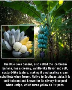 blue java banana seedlings