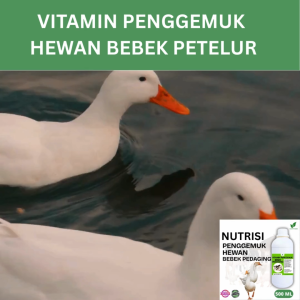 Vitamin Penggemuk Bebek Pedaging Alami500ml Nafsu Makan Naik Bobot Cepat Bertambah Hasil Maksimal