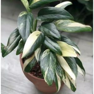 bunga hias hidup monstera standleyana murah - bunga standleyana variegata putih