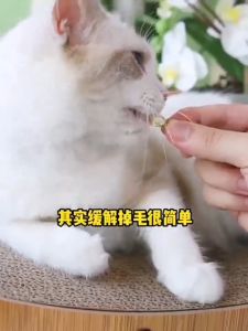 PET DIARY Minyak Ikan Vitamin Kucing Tunghai 500 Butir Bulu Perontok Untuk Anjing Dan Hewan Lainnya