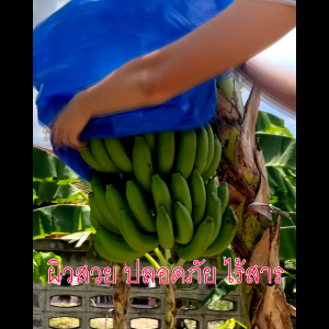 แพคละ 10 ใบ ถุงห่อกล้วย ถุงห่อกล้วยหอม ถุงคลุมกล้วย ถุงห่อกล้วยพลาสติกฟ้า ขนาด 76 x 115 ซม. คุณภาพดีที่สุด เนื้อหนา ใช้ซ้ำได้ ราคา 80 บาท - Lazada