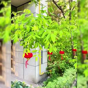 XSR | Festive Decorative Hanging Lanterns for Weddings Housewarmings Outdoor Gardens