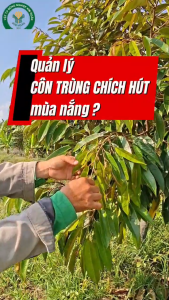 (100g) Thuốc trừ sâu BOMBI GOLD 500WG - hiệu Tiêu Rầy Thái 100gam - DẠNG CỐM - MÁT CÂY