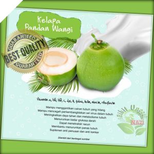 Bibit Kelapa Pandan Wangi Asli Thailand Berkualitas Unggul
