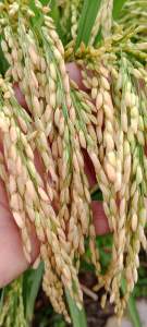 BENIH PADI CIBESI GALUR SUPER GENAH ANAKAN JUMBO UNGGUL PER 5KG