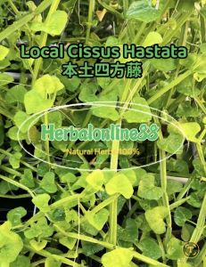Cissus Hastata 🌱四方藤痔疮胶囊 40 capsule