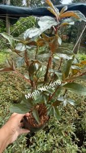 [Cây dược liệu] 5 chậu 50 cây giống dòi thân tím (5 túi) hỗ trợ phổi ho...-Vườn Minh Khương