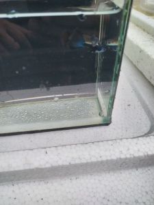 Blue Head Moscow Guppy