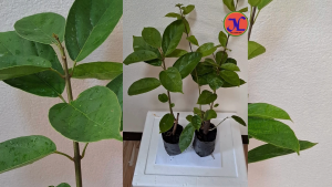 ต้นพันธุ์เยลลี่สูง35-45เซนติเมตร(จำหน่ายต้นละ)ปักชำกิ่งใบเยลลี่นำไปทำวุ้นได้เลย