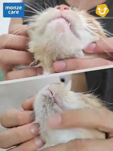 Upets น้ำยาเช็ดคางสูตรอ่อนโยน ควบคุมความมัน ขจัดคราบไขมัน คางสกปรก รอยสิวแมว หมา สำหรับสัตว์เลี้ยง