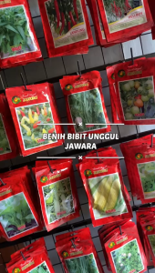 Benih Bibit Cabe Rawit Putih Sona Benih Unggul Jawara - CABE RAWIT PUTIH SONA