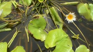 1 bụi hoa súng nhiều thân màu trắng nhuỵ vàng hoa thơm