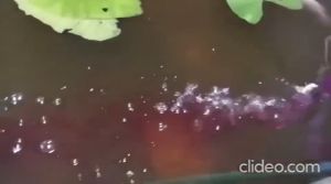 Obat Ikan PK Kalium Permanganat Permanganate Hias 10 Gram 10gram 10gr