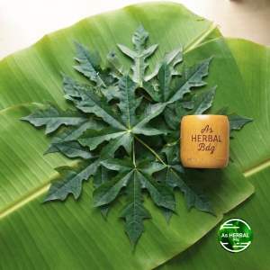 Daun gedi daun pepaya jepang 100 helai-az