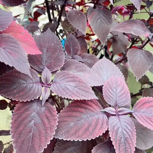 Herbal Daun Jawer Kotok Segar / Tanaman Miana Segar / Tanaman Iler Ileran Segar Alami