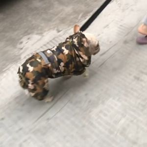 Áo mưa 2 lớp có mũ màu rằn ri cho chó vừa và lớn - Đen Ta Pet shop