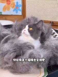 💎Dita_shop💎 หวีสแตนเลส แปรงกําจัดขน เครื่องมือทําความสะอาดสัตว์เลี้ยง พร้อมส่ง