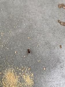 Ant Bait One Pot Solution for Home Use Special White Ant Control Medicine Complete Nest Elimination Indoor Non-Toxic Ant Bait Outdoor Killer