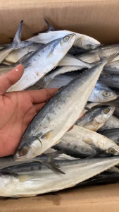 IKAN ASIN WAIS BESAR / IKAN TALANG TALANG (1KG)