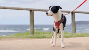 Red Dingo SuperLead | Multi-purpose Dog Lead and Leash Easy Adjustable 1.1m to 1.8m - 3 Colors