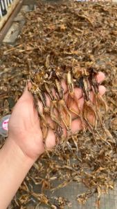 500GR Khô Nhái Campuchia (nhái tự nhiên 100%) Vũ nữ chân dài chính hiệu loại thượng hạng- VỰA KHÔ MINH TRIẾT