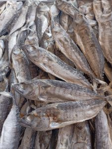 ikan asin  cue TONGKOL utuh 1 kg