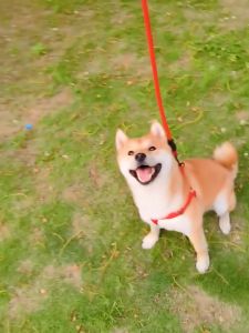 Bộ dây dắt kèm đai đeo vai cho chó mèo thú cưng – Đen Ta pet shop